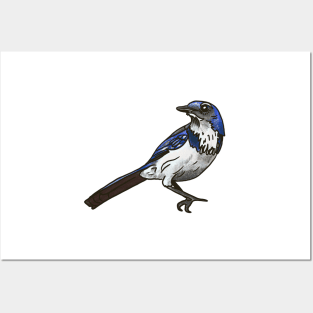 California Scrub Jay Posters and Art